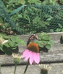 Vanessa atalanta