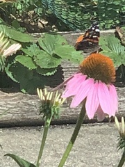 Vanessa atalanta
