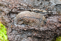 Pseudaneitea