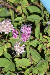 Spiraea