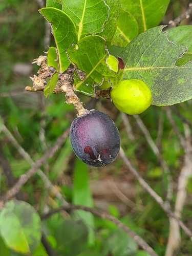 Chrysobalanus icaco - Whole tree