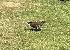 Gallinula chloropus
