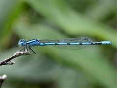 Enallagma doubledayi