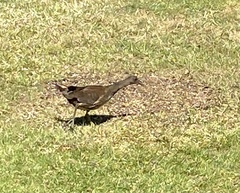 Gallinula chloropus