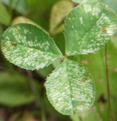 Liriomyza fricki
