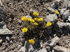 Ranunculus eschscholtzii oxynotus