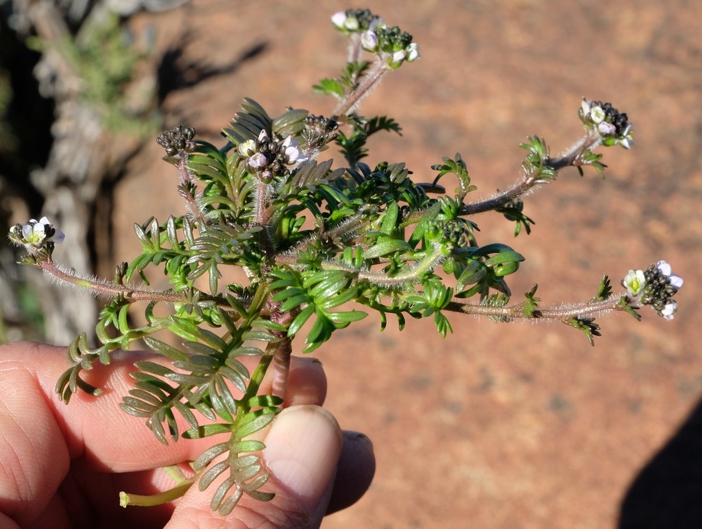 Heliophila pubescens