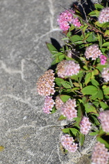 Spiraea