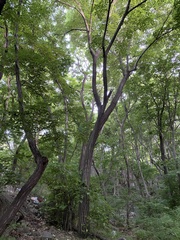 Tilia miqueliana