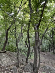 Tilia miqueliana