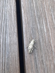 Trimerotropis maritima