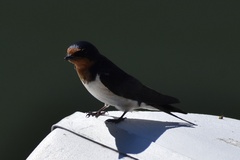 Hirundo rustica