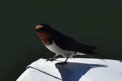 Hirundo rustica
