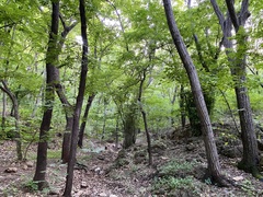 Tilia miqueliana