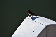 Hirundo rustica