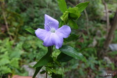 Barleria kitchingii