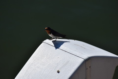 Hirundo rustica