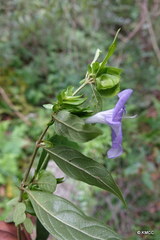 Barleria kitchingii