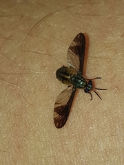 Chrysops macquarti