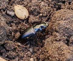 Harpalus cautus