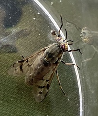 Silvius quadrivittatus