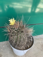 Hamatocactus