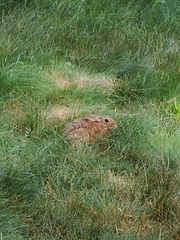Sylvilagus floridanus