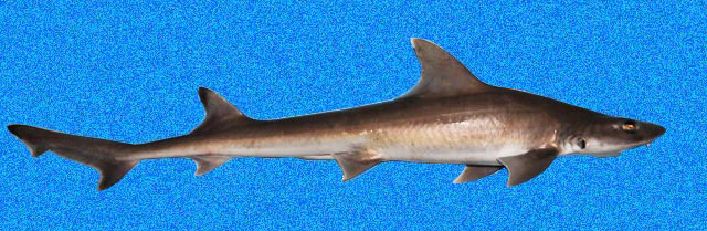 Florida Smoothhound