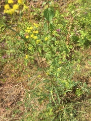 Bupleurum falcatum