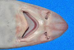 Florida Smoothhound photo 2