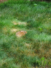 Sylvilagus floridanus