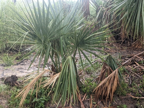 Dwarf palmetto (Sabal minor)