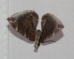 Eulithis molliculata