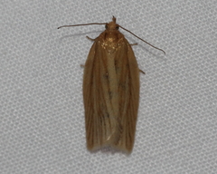 Clepsis clemensiana
