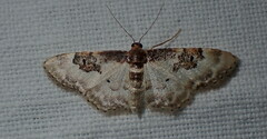 Idaea mustelata
