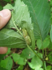 Dasineura parthenocissi