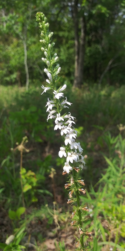 pale-spiked lobelia in July 2022 by jim · iNaturalist