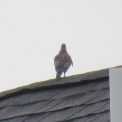 Zenaida macroura carolinensis