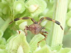 Coreus marginatus