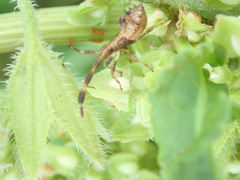 Coreus marginatus