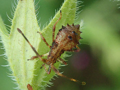 Coreus marginatus