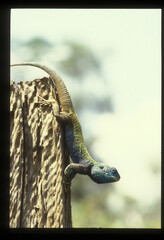 Acanthocercus atricollis