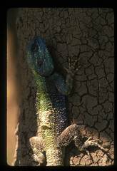 Acanthocercus atricollis
