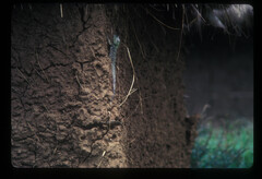 Acanthocercus atricollis