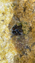 Brachidontes domingensis