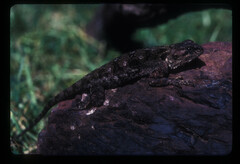 Acanthocercus atricollis