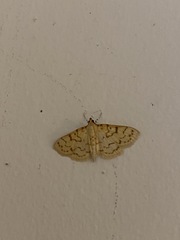 Polygrammodes flavidalis