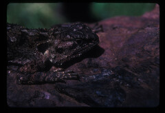 Acanthocercus atricollis