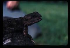 Acanthocercus atricollis