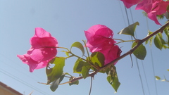 Bougainvillea